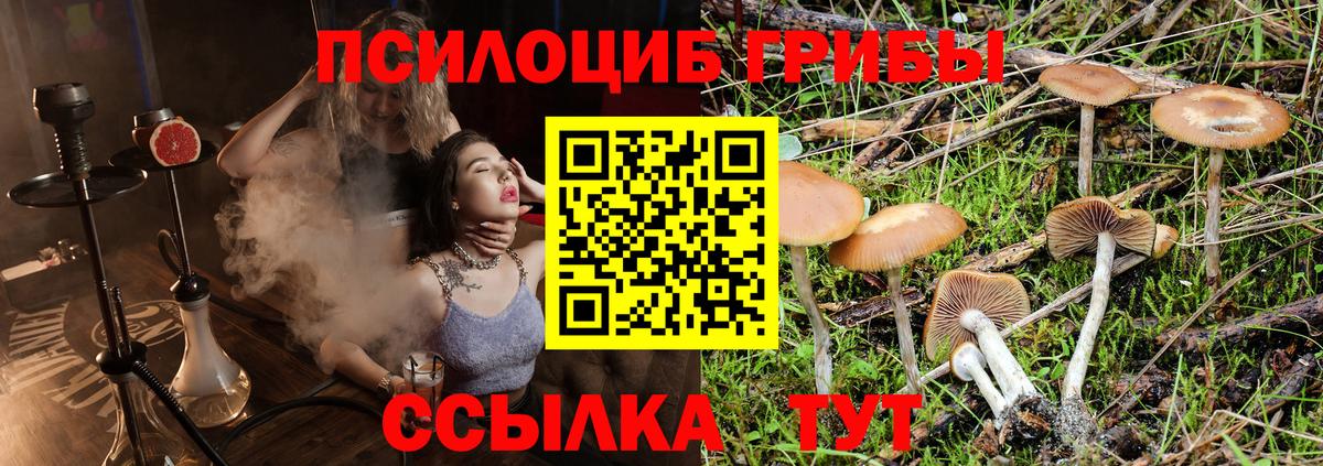Вятские Поляны  Галлюциногенные грибы Psilocybine cubensis  Вход с VPN 